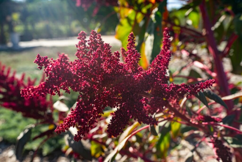 Amaranth – GF