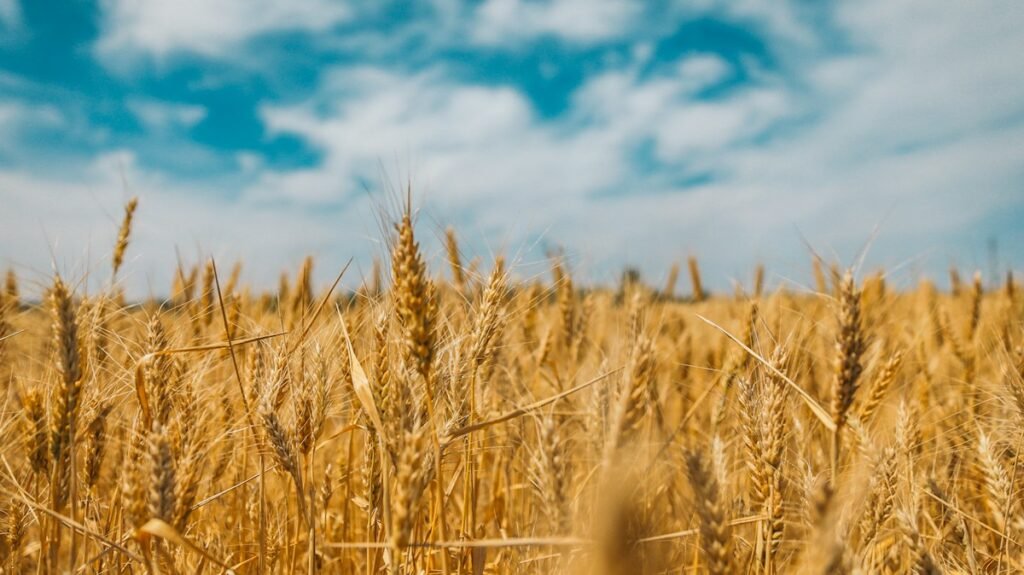Einkorn