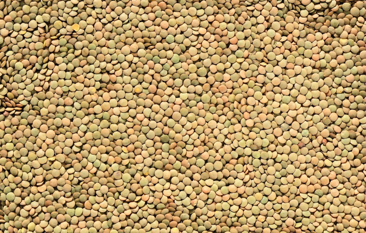 Organic Lentils – bulk organic product supplied by Pulsbio