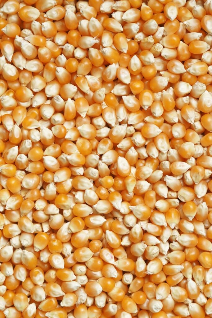 Popcorn maize – GF