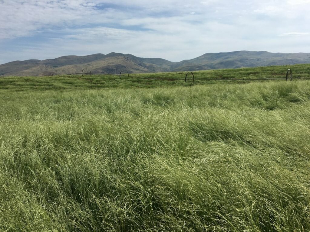Teff – GF